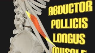 Abductor pollicis longus muscleOI [upl. by Nyasuh600]