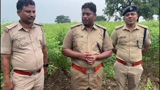 Basavakalyan  Bidar Police Ne Basavakalyan Taluke Ke Ujlamb Mein Ganje Ke Khet Mein Ki Raid [upl. by Amalle]