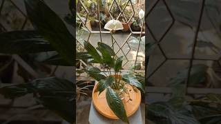 Trying how easily Peace lily can propagate in water💚🌬️shorts gardening plants [upl. by Alden]