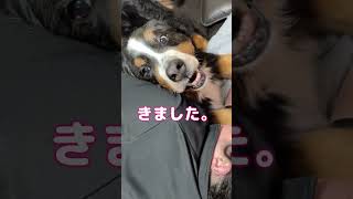 超大型犬KING８歳リンパ腫との戦い。ママに甘え中超大型犬 shorts [upl. by Oivat851]