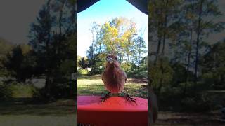 Cardinal Scares House Finch Bird Buddy [upl. by Choong]