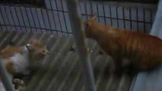 Cats ScreamingFighting [upl. by Prisca825]