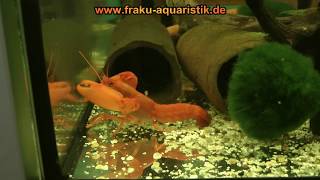 Cherax holthuisi extrem orange crayfish [upl. by Philipp]