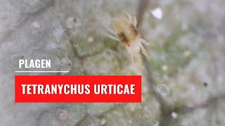 Spint  Tetranychus urticae  Plagen [upl. by Hochman]