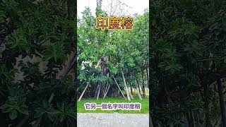 印度橡膠樹  印度榕  Ficus elastica [upl. by Godfrey]