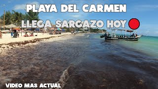 PLAYA DEL CARMEN🚨HOY 2 MARZO 2024  PLAYA MAMITAS SARGAZO ULTIMA HORA [upl. by Wil500]