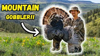 MOUNTAIN TURKEYS from a MILE away Public Land Hunting [upl. by Mackintosh971]