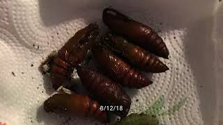 Life Cycle of a Hornworm [upl. by Mirella]