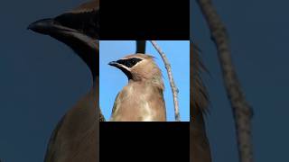 CEDAR WAXWING CLOSEUP shorts youtube trending birds waxwing song cute beast cedar [upl. by Eleik]