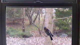 Eastern Bluebird Keeps Flying Into Window [upl. by Gavrila588]