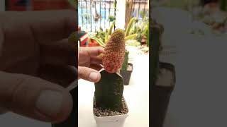 How to fix etiolated cactus [upl. by Garvy]