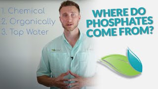 How do Phosphates get into Swimming Pools  Orenda Whiteboard [upl. by Vitalis]