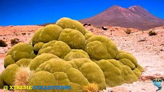 Yareta or Llareta  The 3000 Years Old Plant [upl. by Nolitta301]