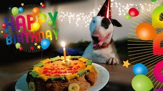 ZED GETS A SURPRISE PARTY FOR HIS BIRTHDAY English Bull Terrier [upl. by Dagny172]