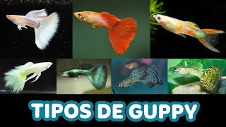 Variedades de GUPPYS Lebiste [upl. by Ilanos]