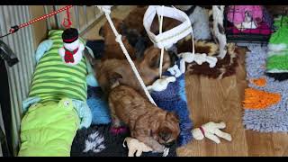 Wheaten Puppies at 4 weeks old [upl. by Casilde948]