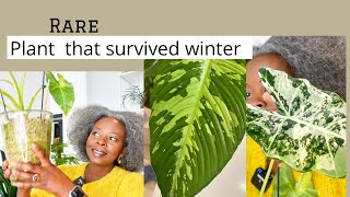 RARE PLANTS 🪴 THAT SURVIVED WINTER ❄️ 2024 Alocasia care indoorplants houseplants [upl. by Oiuqise358]