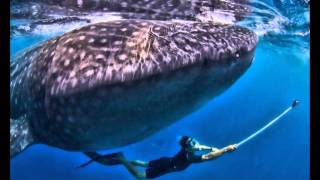 Swim with whale sharks Cancun Cozumel Playa del Carmen Mexico [upl. by Yortal712]