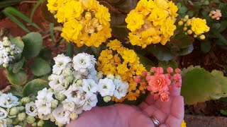 3 SEGREDOS COM A KALANCHOE QUE NINGUÉM TE CONTE 🌺 [upl. by Wainwright615]