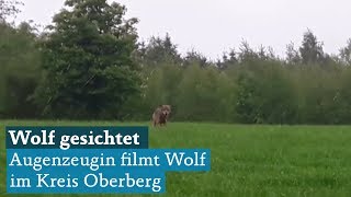 Kreis Oberberg Wolf bei GummersbachApfelbaum von Augenzeugin gesichtet Behörden bestätigen [upl. by Oby]