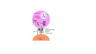 Cytotoxic T Cell Activation Tiny Teach [upl. by Nivrek]