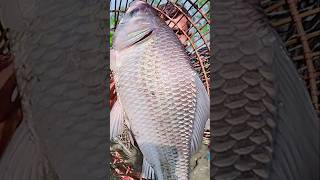 Asian Country Fishing shorts  Amazing Rural Fishing Video 🐟 Best Asian Fishing Technique shorts [upl. by Olgnaed]