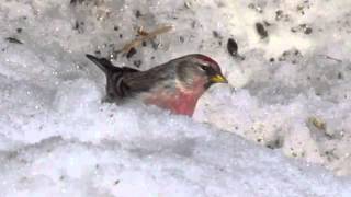 Common Redpoll in the snow [upl. by Marga748]