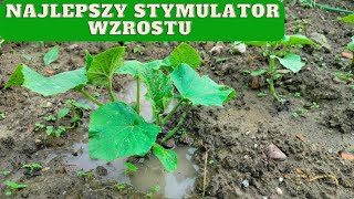 Jak przyspieszyć wzrost ogórka gruntowego NAJLEPSZY STYMULATOR [upl. by Nide]