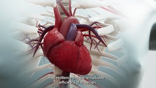 The SelfSustaining Heart Beating Outside the Body [upl. by Neleb]