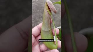 nepenthes mirabilis var echinostoma kantongsemar tanamankarnivora [upl. by Hplodnar]