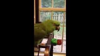 Parrot sings Margaritaville [upl. by Eked]