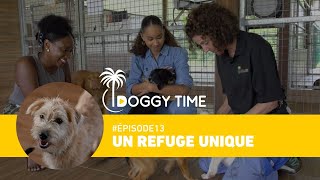 Un refuge unique  DOGGY TIME 13 [upl. by Beckman]