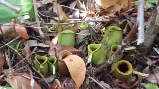 Nepenthes Ampullaria  Borneo  Bako National Park [upl. by Mitzl236]