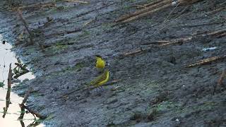 נחליאלים צהובים Western Yellow Wagtails [upl. by Os]