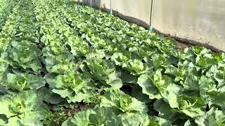 Cabbage sreynounpechofficial agriculture vegetables cabbage [upl. by Adoh]