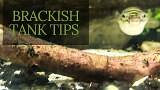 Brackish Water Aquarium Guide Perfect Setup for Puffers [upl. by Dauf]