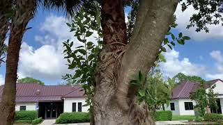 Palm Tree Growing Inside A Banyan Tree [upl. by Einatsed]