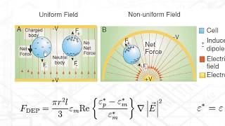 0B  Electromagnetics in the Modern World [upl. by Esinnej]