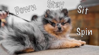 12 Week Old Pomeranian Puppy Showing Off 6 Tricks [upl. by Secnirp700]