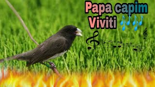 Papa capim Viviti melodia 5 horas de treinamento 🐦 [upl. by Dasa]