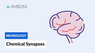 Chemical Synapses Neuronal Signal Transmission [upl. by Oliviero533]