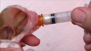 Using a Syringe to Feed a Newborn Puppy [upl. by Anaitat]