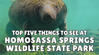 Homosassa Springs State Park  Top 5 things to see at this unique Florida attraction [upl. by Lantha]