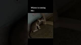 Coughing cat viralshorts funnycat catmemes [upl. by Gianna]