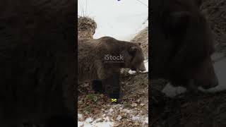 Why Do Bears Hibernate [upl. by Joyann]