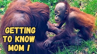 Young Orangutan Bonds With Mother Who Abandoned Him [upl. by Marala]