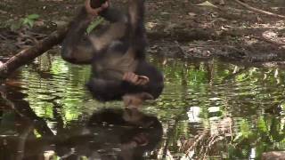 quotChimps on the Edgequot Unusual Behavior at a Waterhole in Senegal [upl. by Irafat]