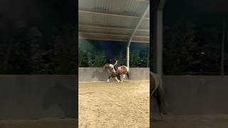 Stap Draf Galop horses love pony equestrian horsemanship [upl. by Eittam]