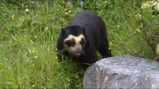 Spectacled Bears at Chester Zoo [upl. by Jo]