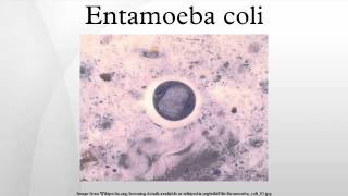 Entamoeba coli [upl. by Aklog852]